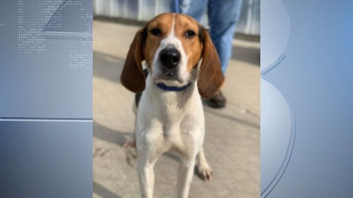 Pets of the Week: June 2, 2022